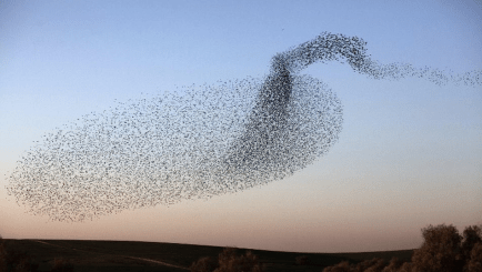 murmuration