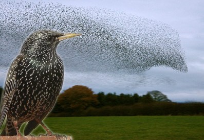 starlings