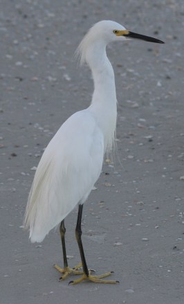 egret