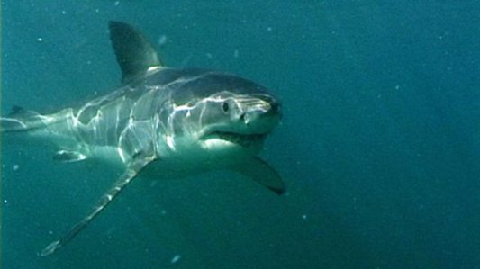 shark Great White