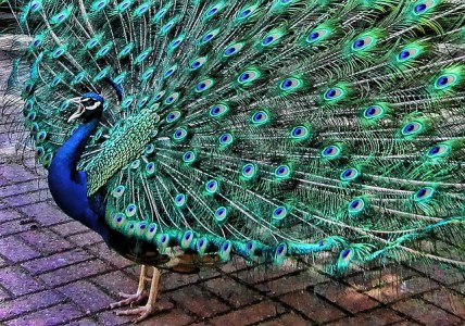 peacock