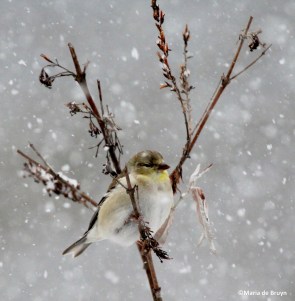 bird in the snow