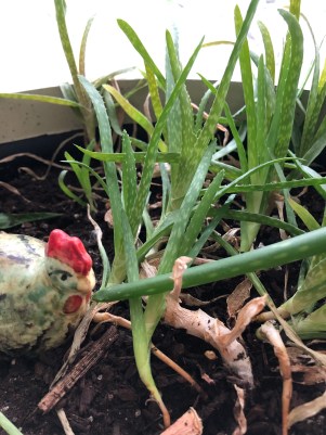 aloe vera from grandma