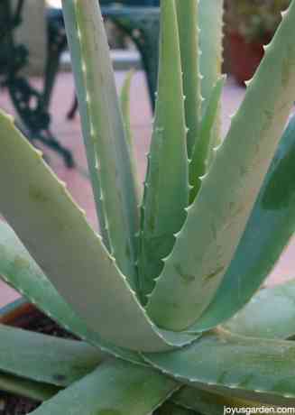 aloe vera image close up
