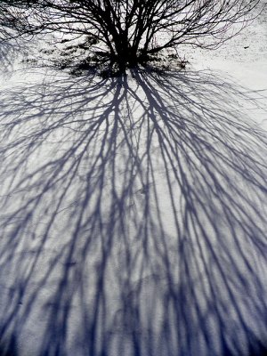 march poetry tree branch shadows