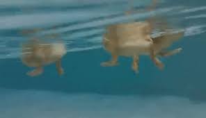 SOS ducks treading water