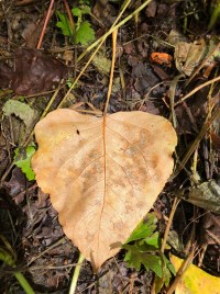 beige 2 smaller size