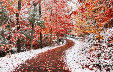 NOvember poetry fall meets winter