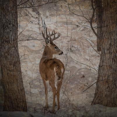 December Look Back Poetry 2019 Looking Back Buck