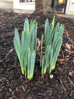 wriggling sprouts in Jan 2020