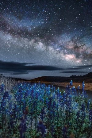 pamela hobart carter Chisos-Bluebonnets-Terlingua-TX-2018