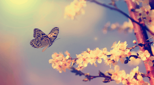 change and patince 4 Featured-Image-BEST-BLOOMS-FOR-BUTTERFLY-HABITAT