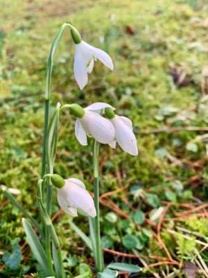 national poetry month 2020 angie plant crocus choir
