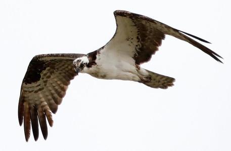 national poetry month 2020 pamela hobart carter poem