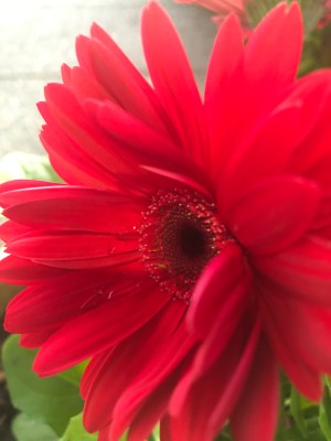 masterclass mothers day big red from my porch