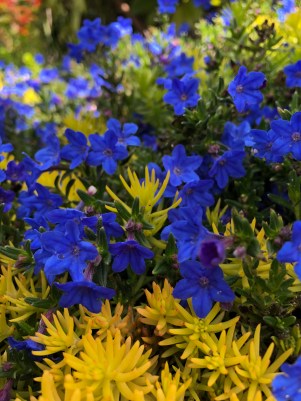 masterclass mothers day burst of blue