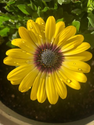 masterclass mothers day sunny yellow porch bloom
