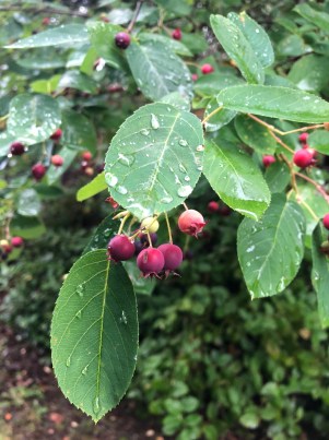 readers advice 6 28 20 berries